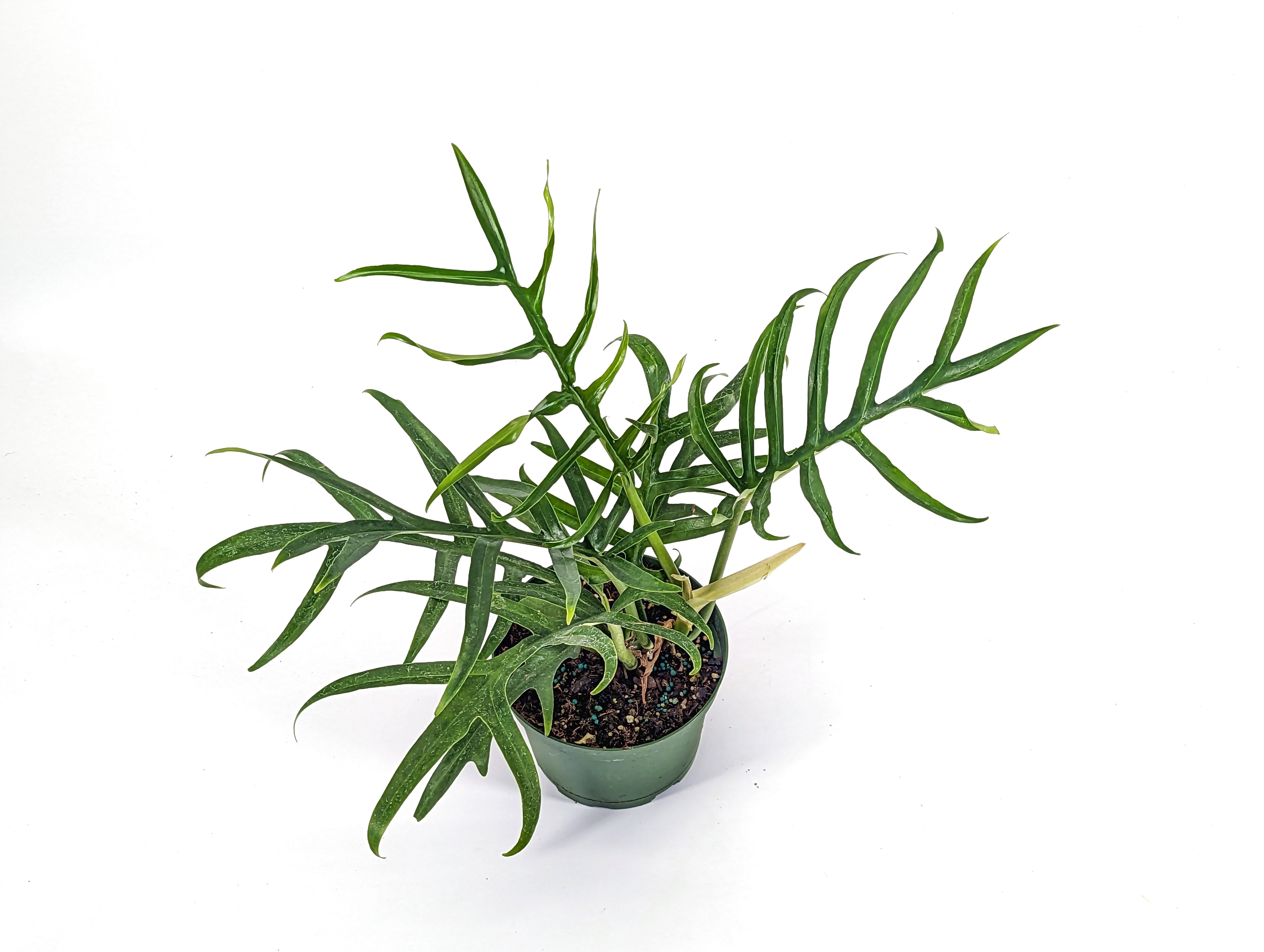 Wide Form Tortum selling Philodendron