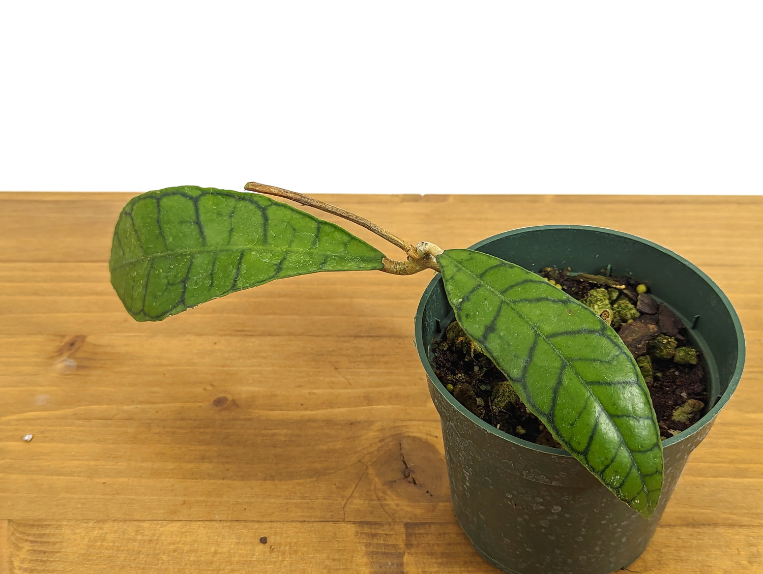 Hoya callistophylla 4 inch pot