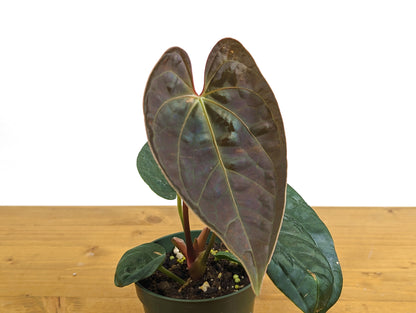 Anthurium Black Diamond Inverse Crossing