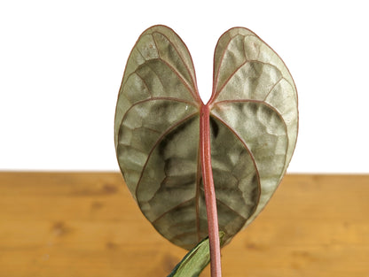 Anthurium Black Diamond Inverse Crossing