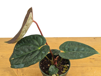 Anthurium Black Diamond Inverse Crossing