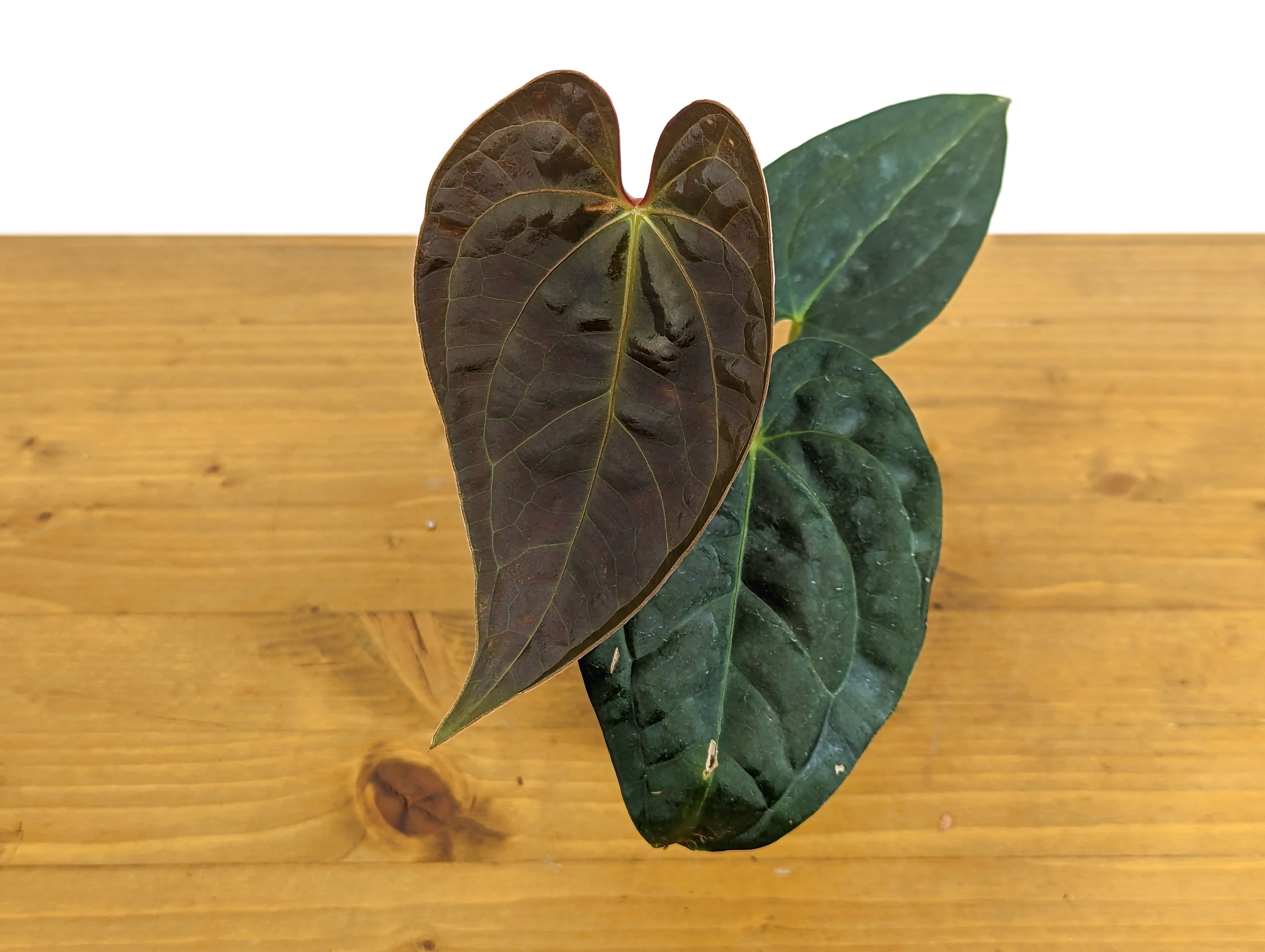 Anthurium Black Diamond Inverse Crossing