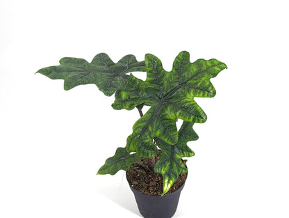 Alocasia Jacklyn &