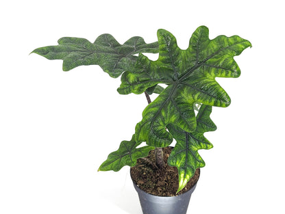 Alocasia Jacklyn &