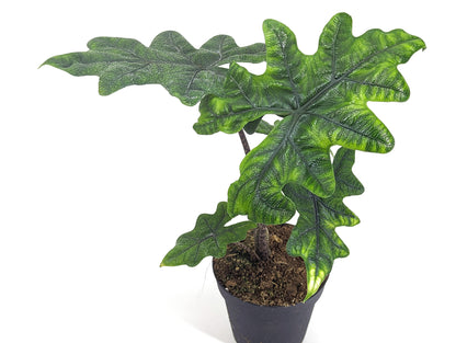 Alocasia Jacklyn &