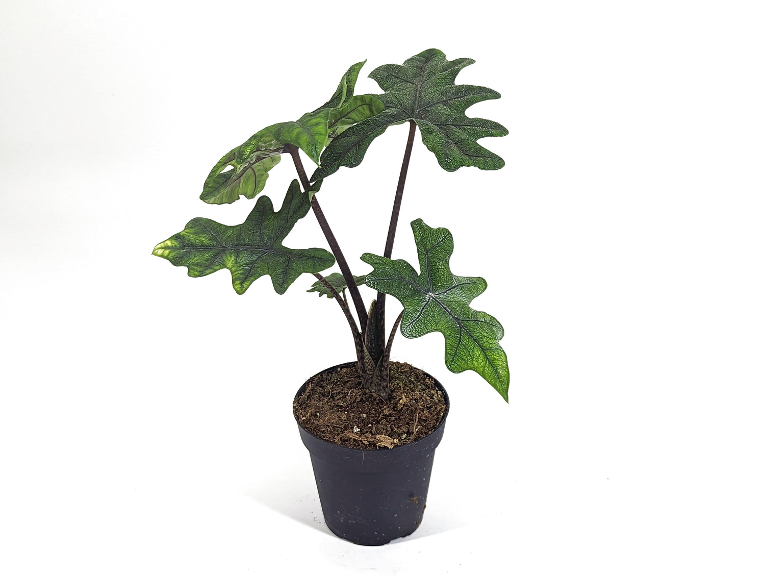 Alocasia Jacklyn &