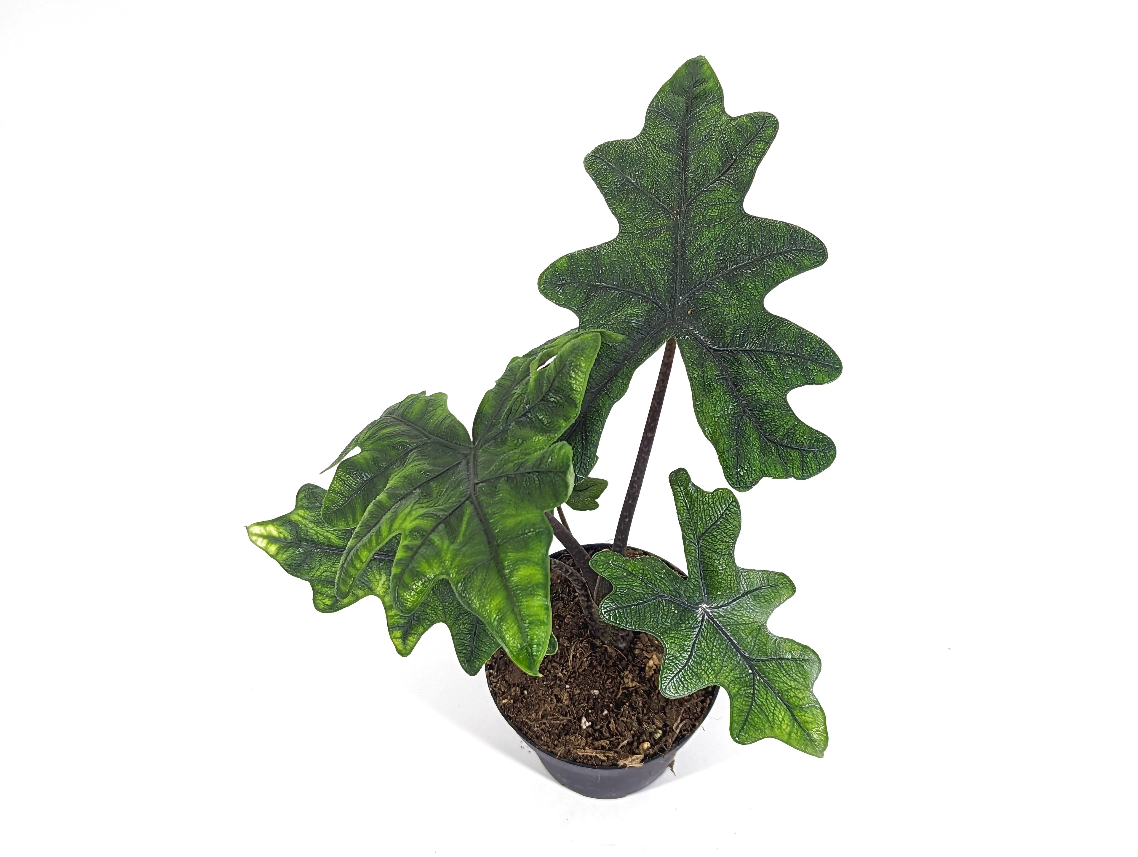 Alocasia Jacklyn &