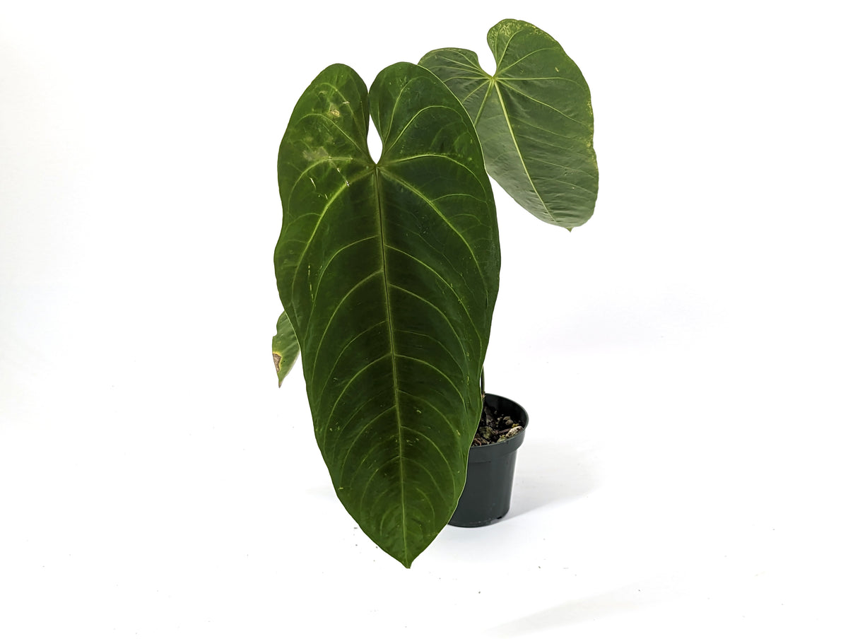 Anthurium Queremalense