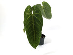 Anthurium Queremalense