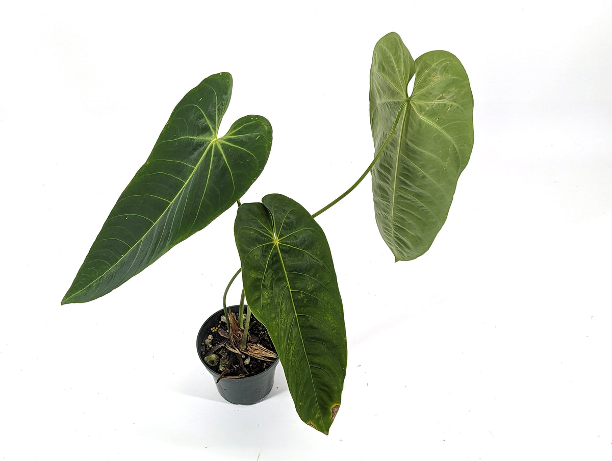 Anthurium Queremalense