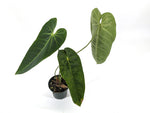 Anthurium Queremalense