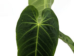 Anthurium Queremalense