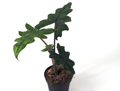 Alocasia Jacklyn &