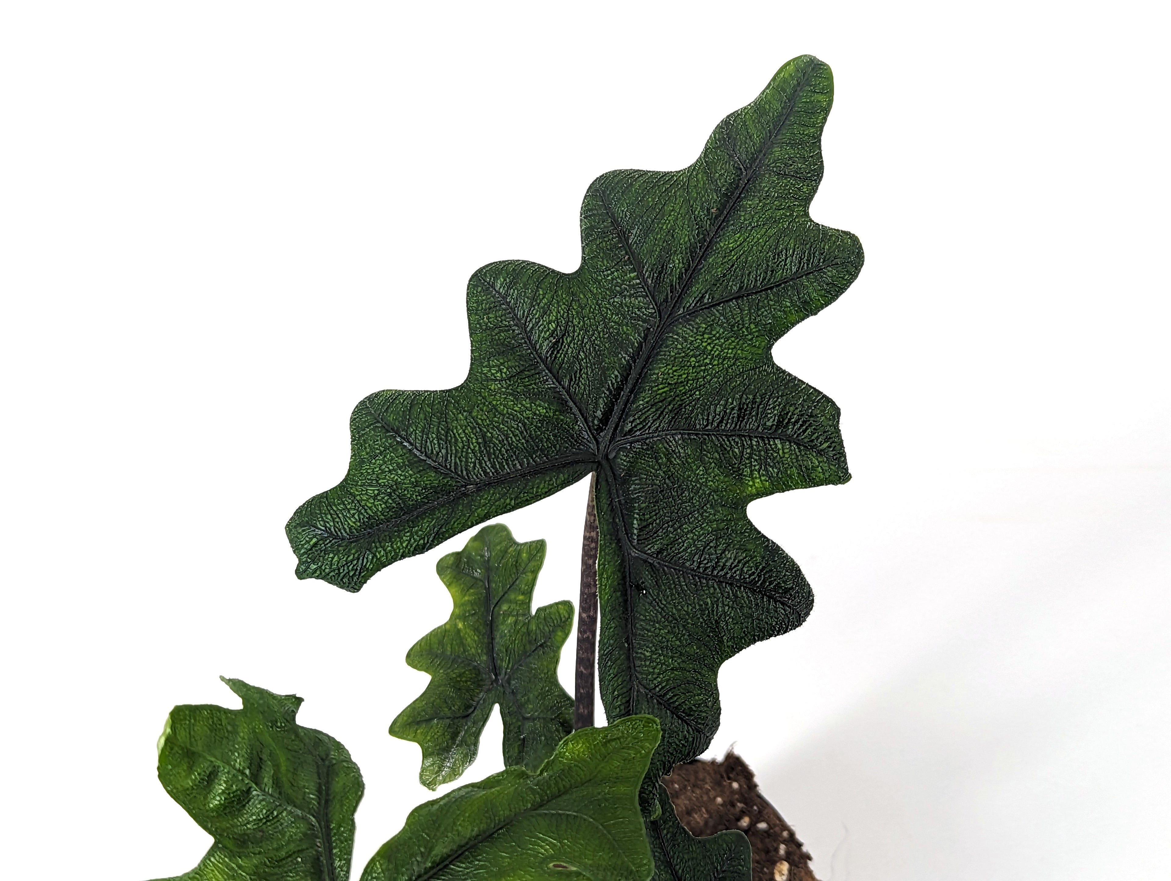 Alocasia Jacklyn &