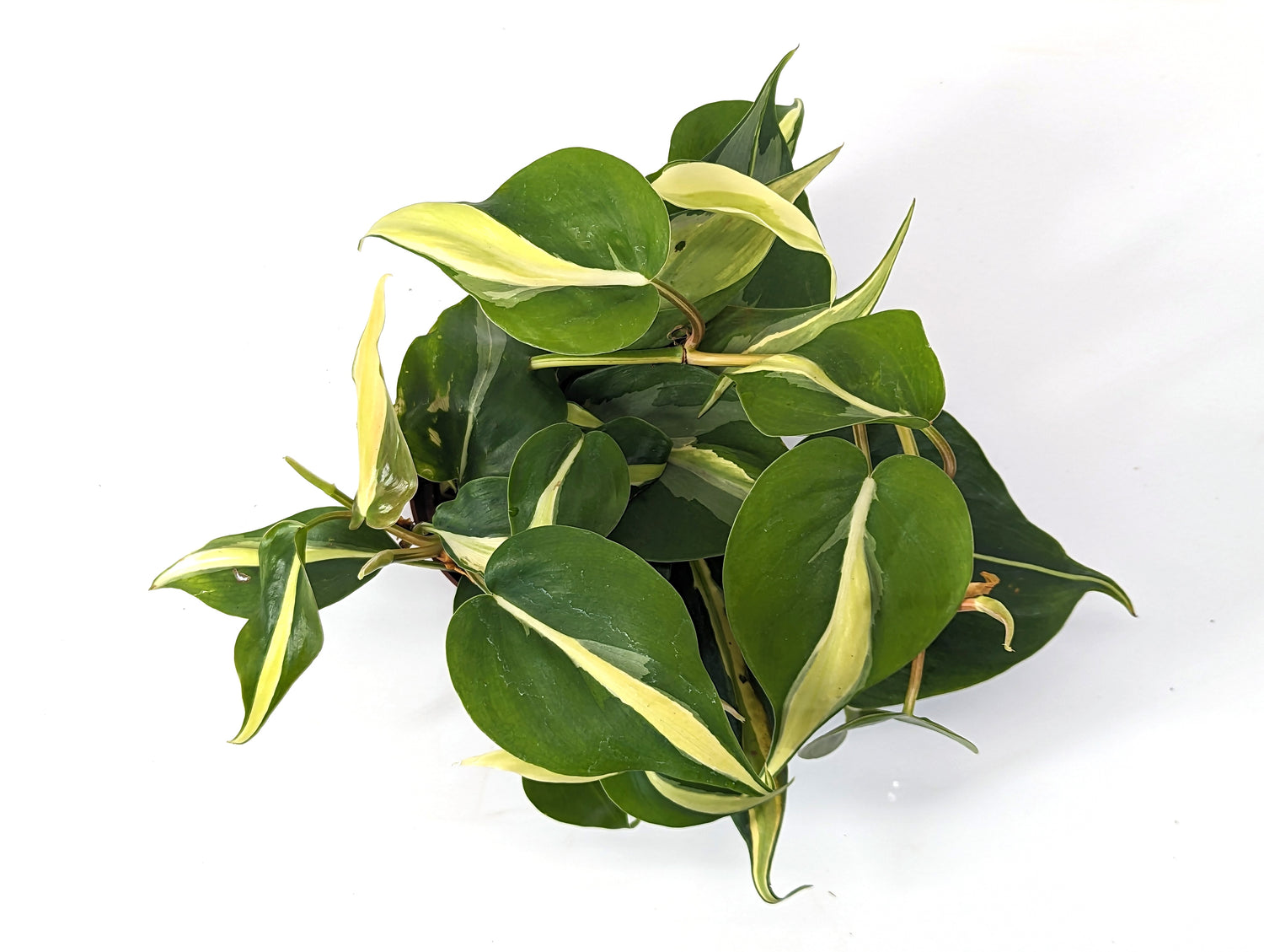 Philodendron Silver Stripe / Rio