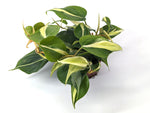 Philodendron Silver Stripe / Rio
