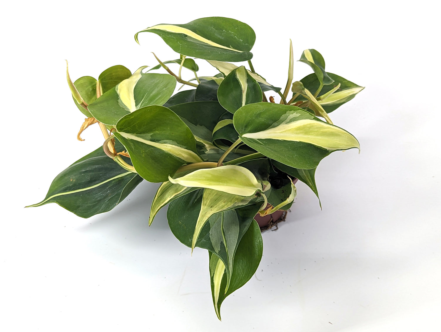 Philodendron Silver Stripe / Rio