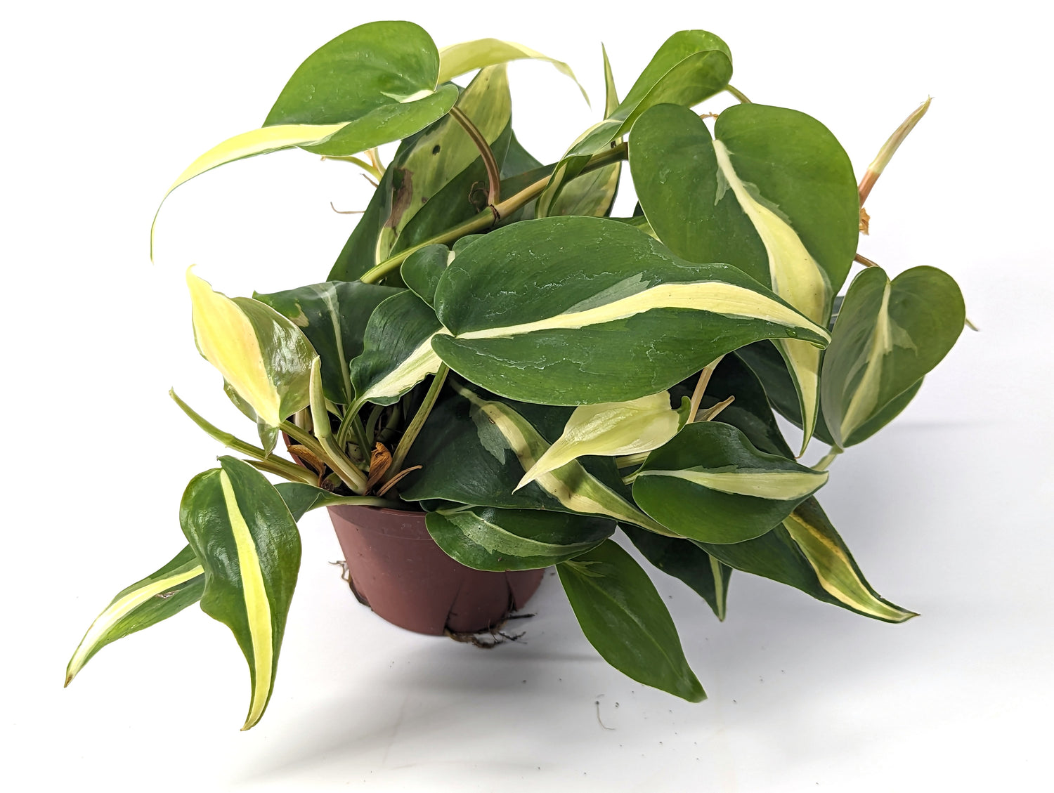 Philodendron Silver Stripe / Rio