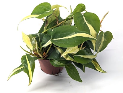 Philodendron Silver Stripe / Rio