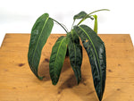 Philodendron Patriciae