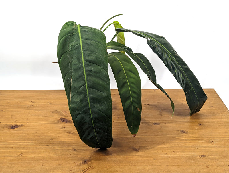 Philodendron Patriciae