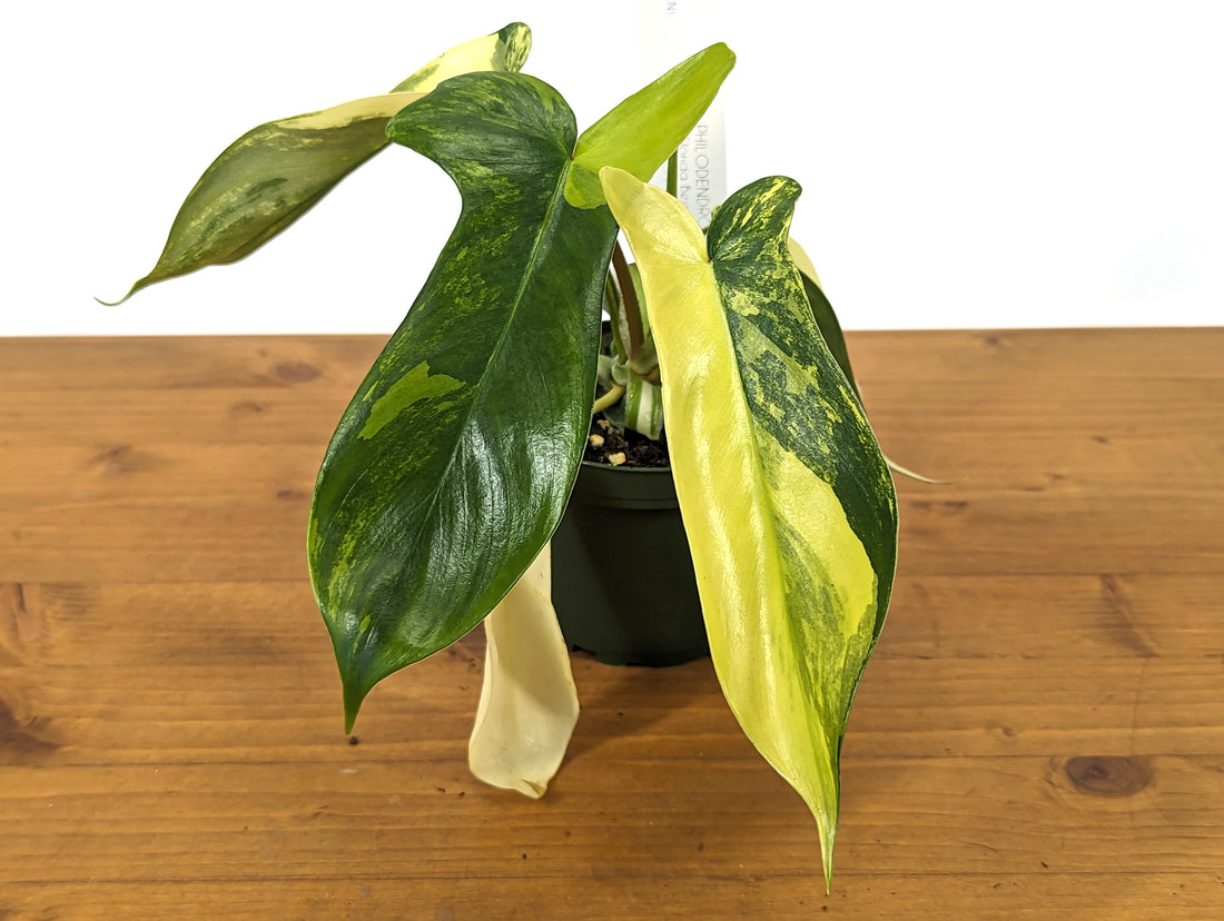 Philodendron Florida Beauty - 4 Inch Pot