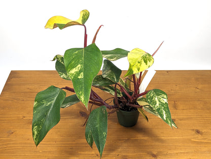 XL Philodendron Strawberry Shake 2 Growth Points High Color 4 inch Pot - Exact Plant Pictured