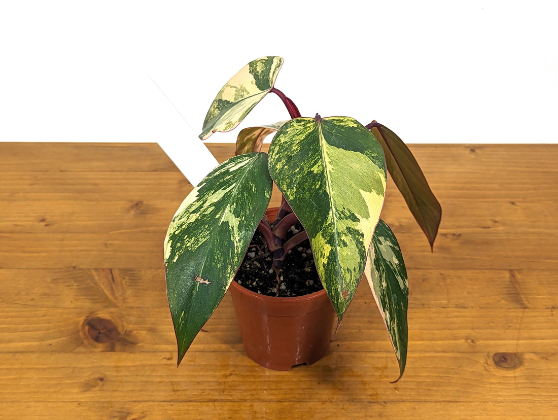 EXACT Philodendron Strawberry Shake Exact  Plant ID 