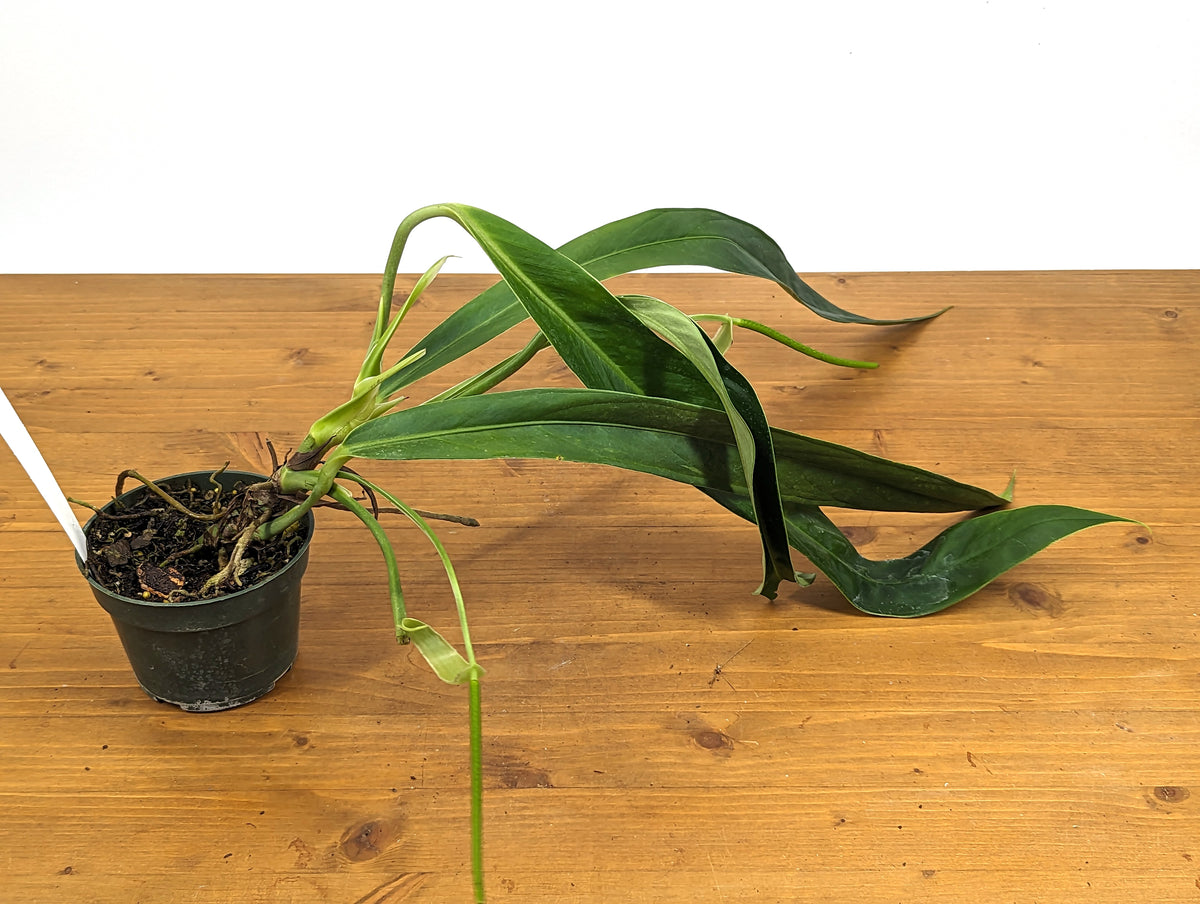 Anthurium ceronii