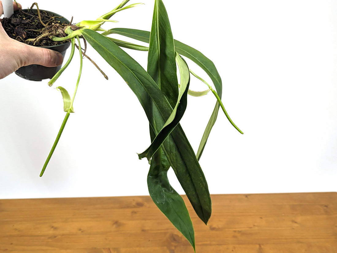 Anthurium ceronii