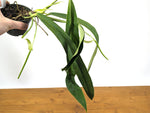 Anthurium ceronii