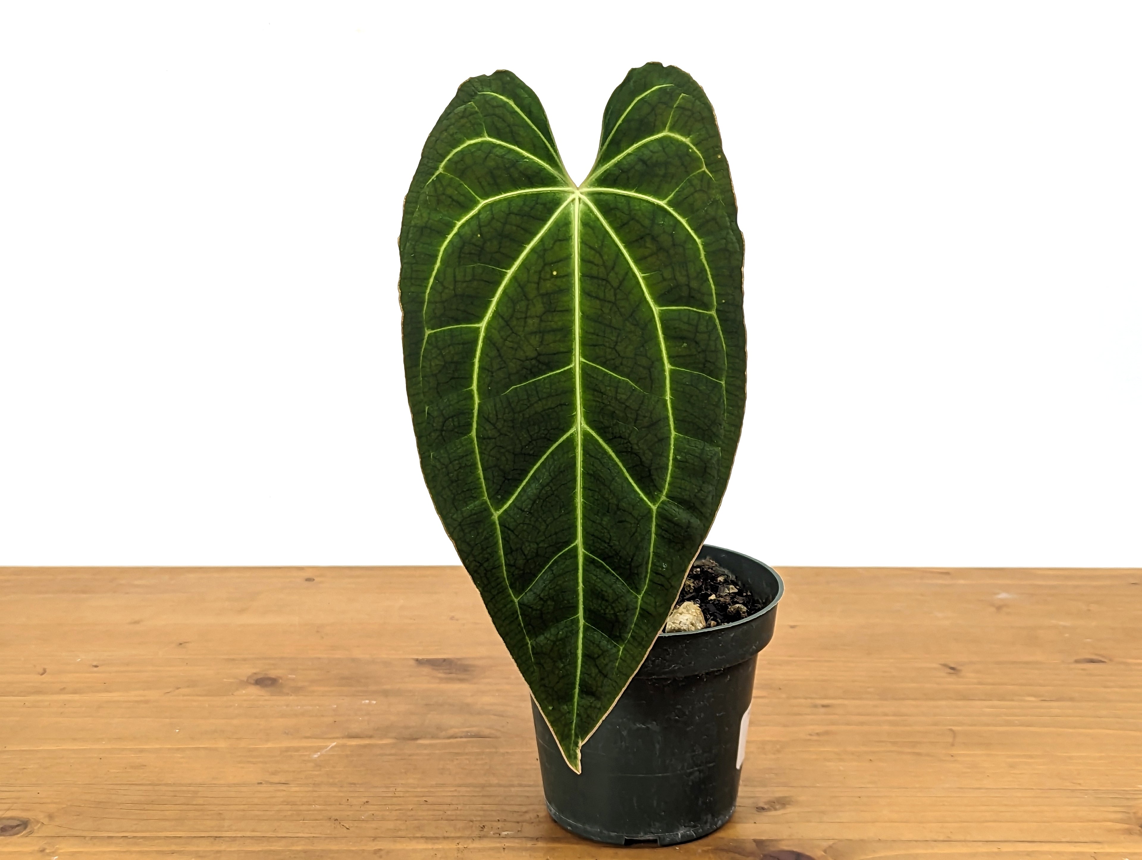 Anthurium Besseae