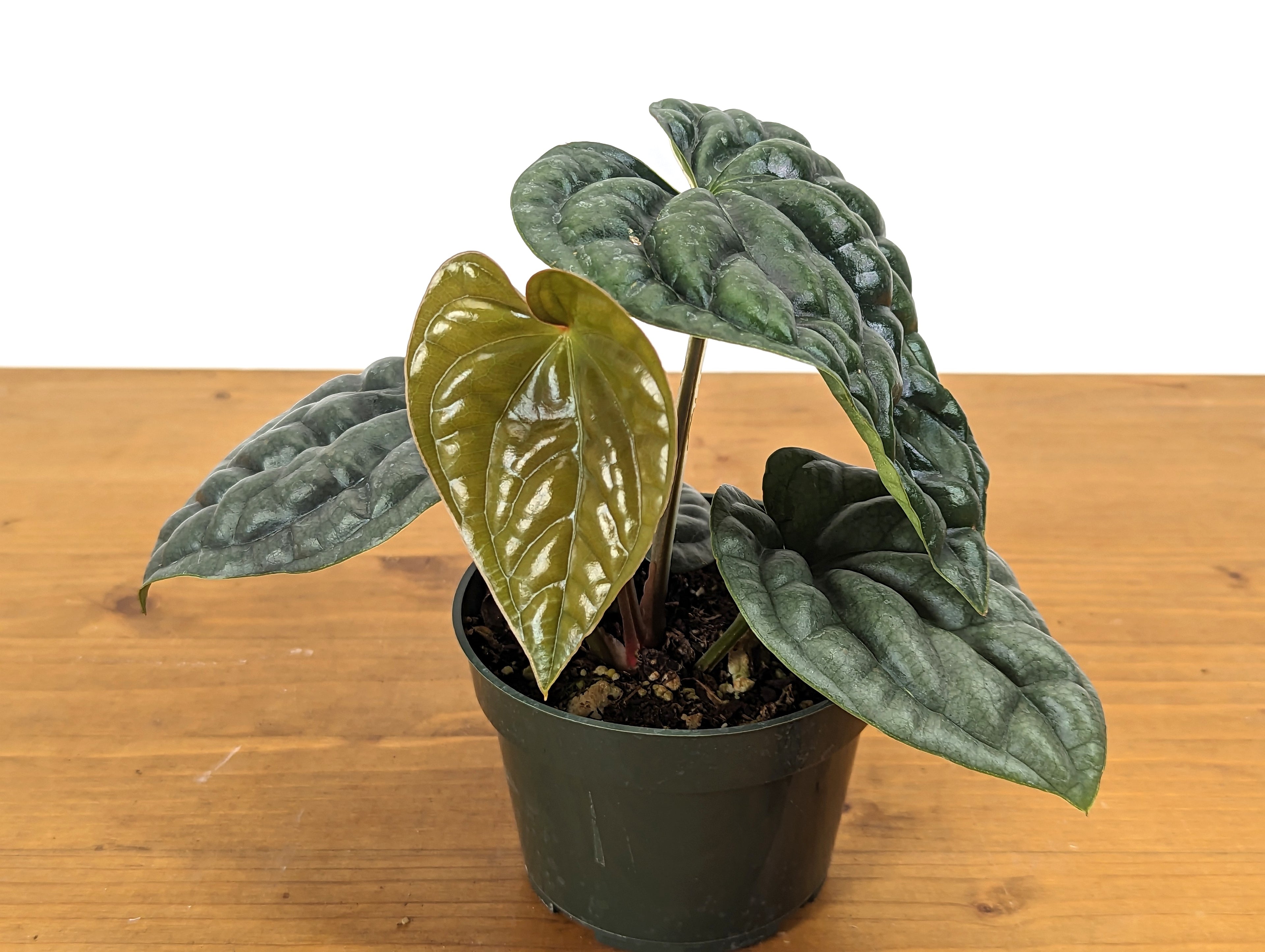 Anthurium Luxurians