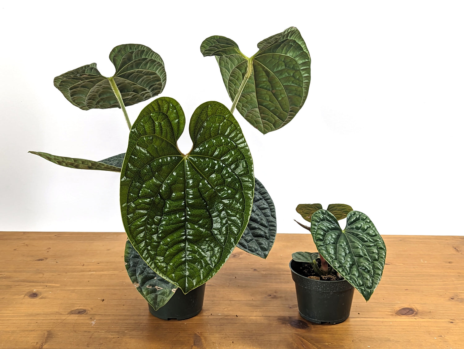 Anthurium Luxurians