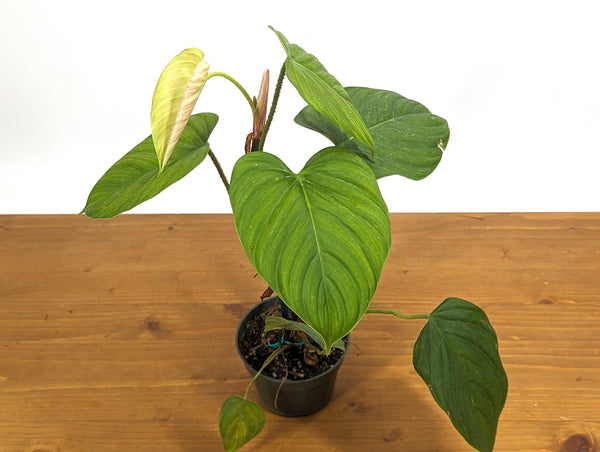 Philodendron Celebration