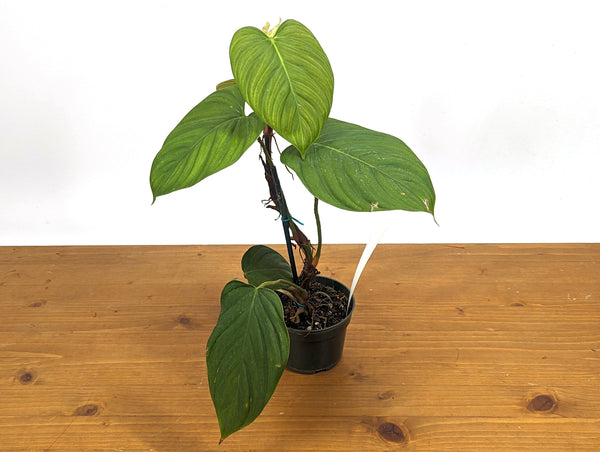 Philodendron Celebration