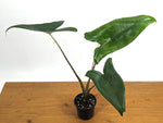Alocasia Zebrina
