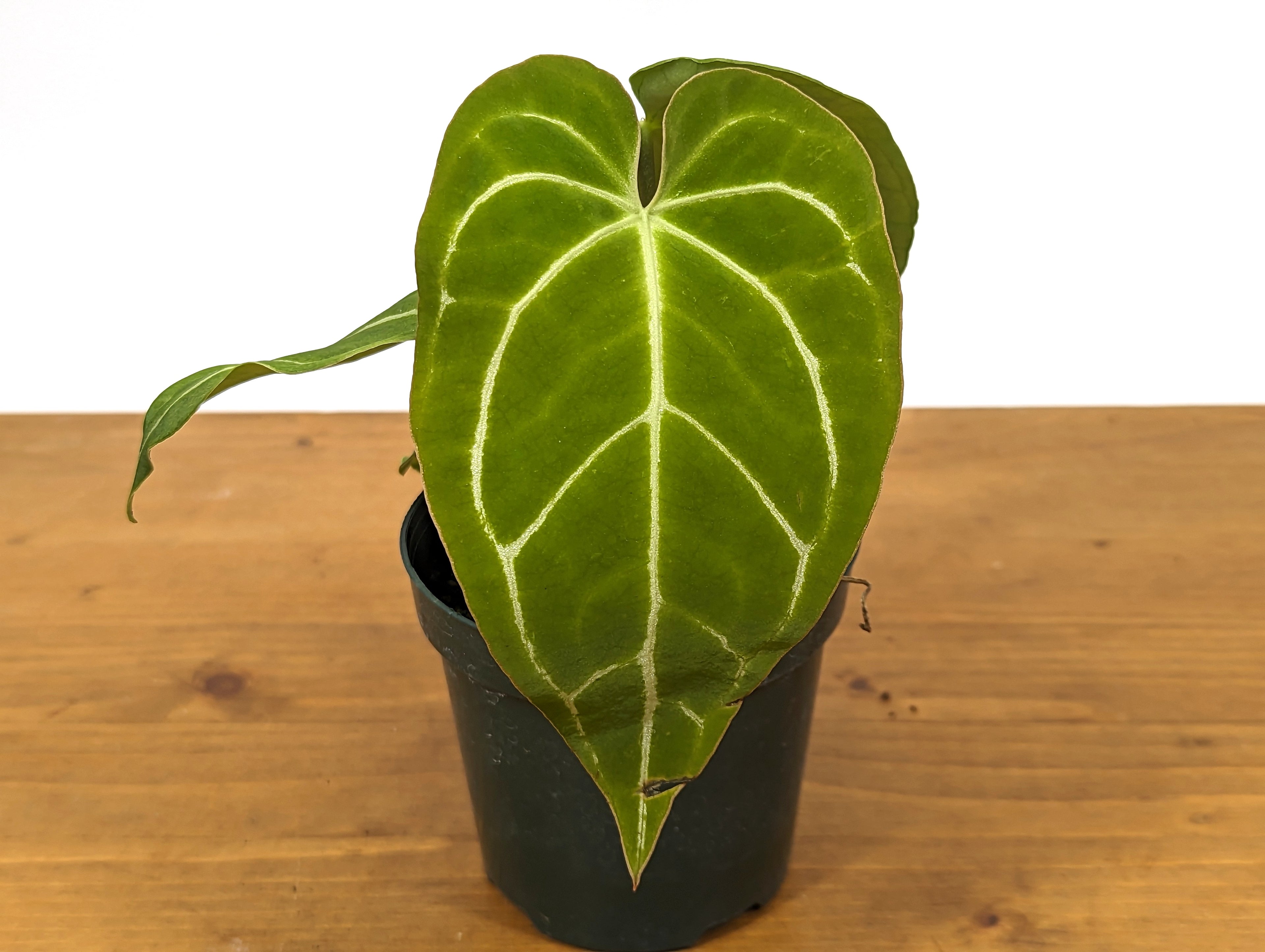 Anthurium Crystallinum Cyrstal