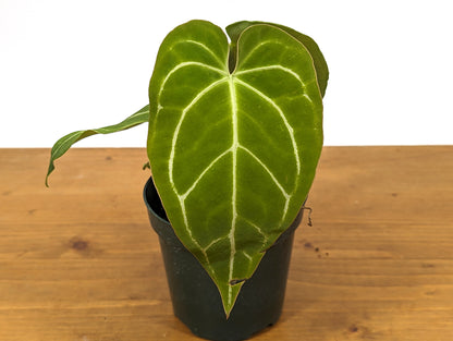 Anthurium Crystallinum Cyrstal