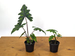 Alocasia tandurusa 'Jacklyn'