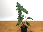 Alocasia tandurusa 'Jacklyn'