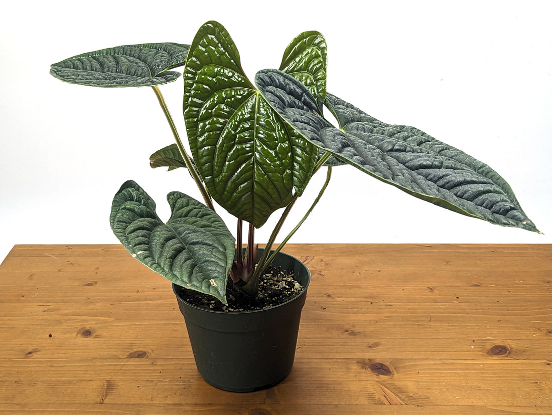 Anthurium Luxurians