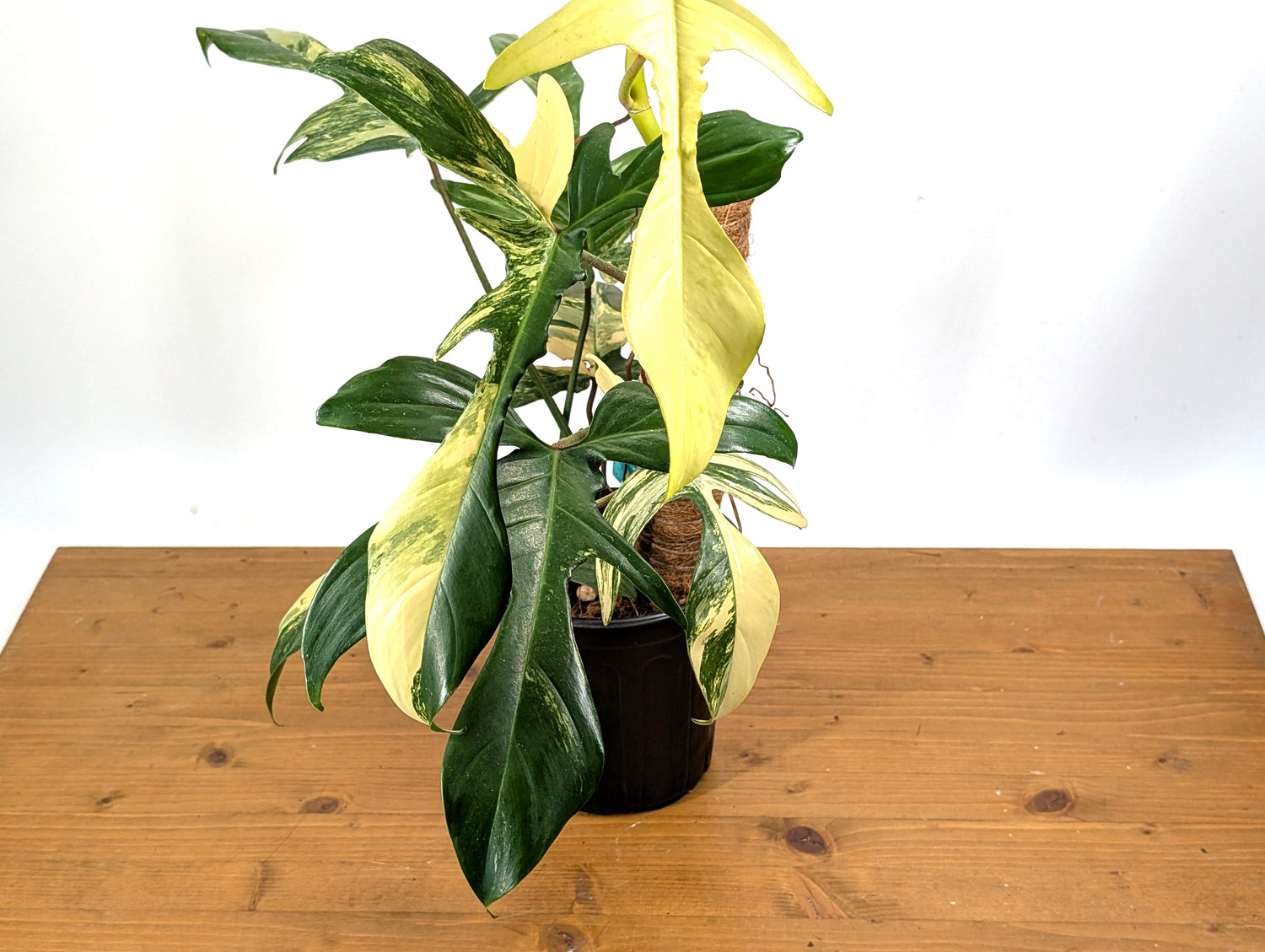 Exact High Color Philodendron Florida Beauty 1 Gallon Pot - 12+ Leaves - Variegated With 12&quot; Coco Pole - 