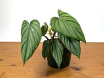 Philodendron sp Colombia Silver