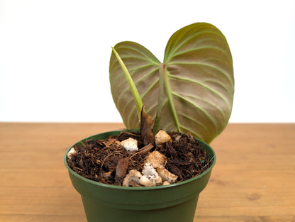 Philodendron Majestic (Sodiroi x Verrucosum)