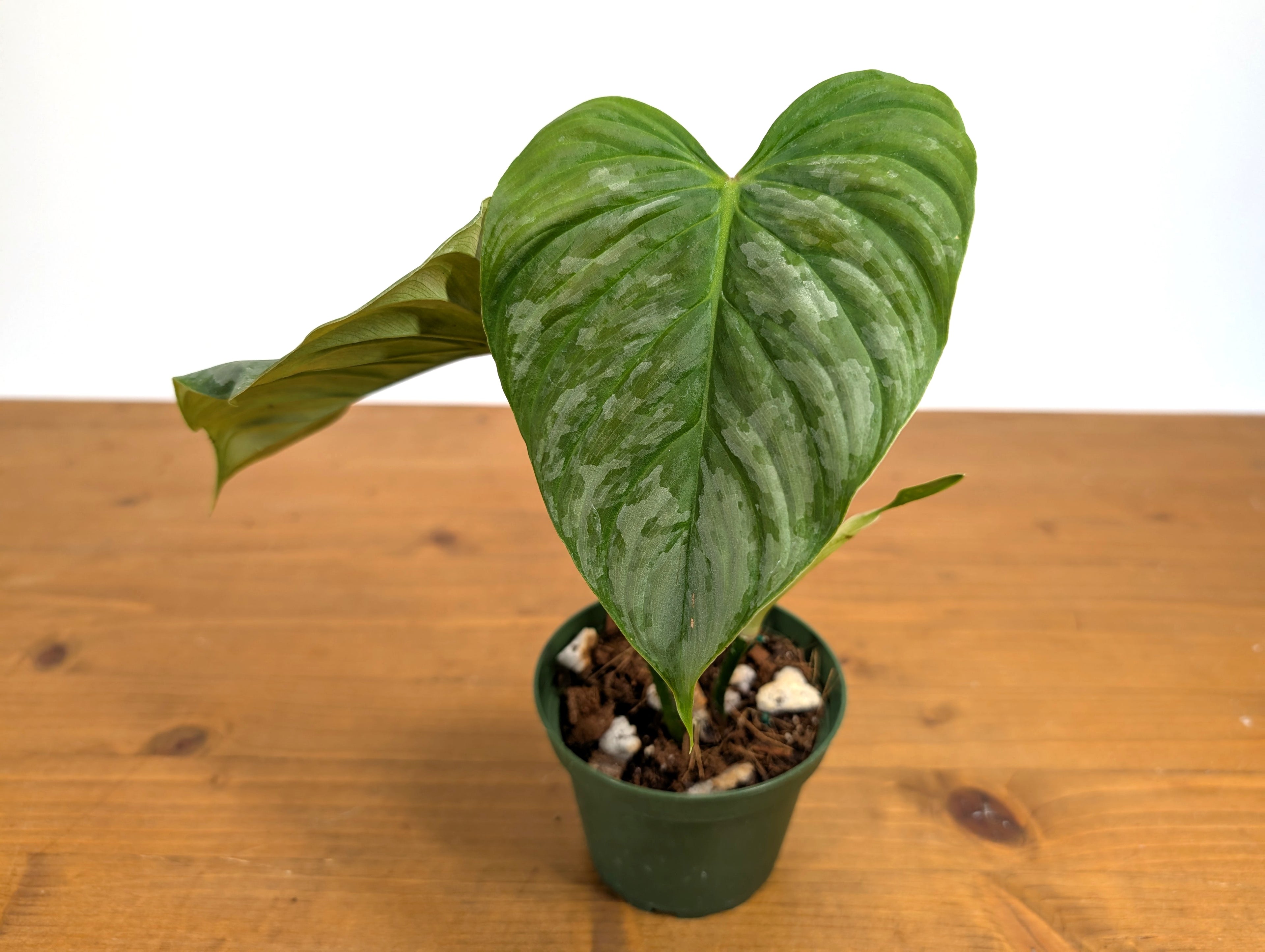 Philodendron Majestic (Sodiroi x Verrucosum)