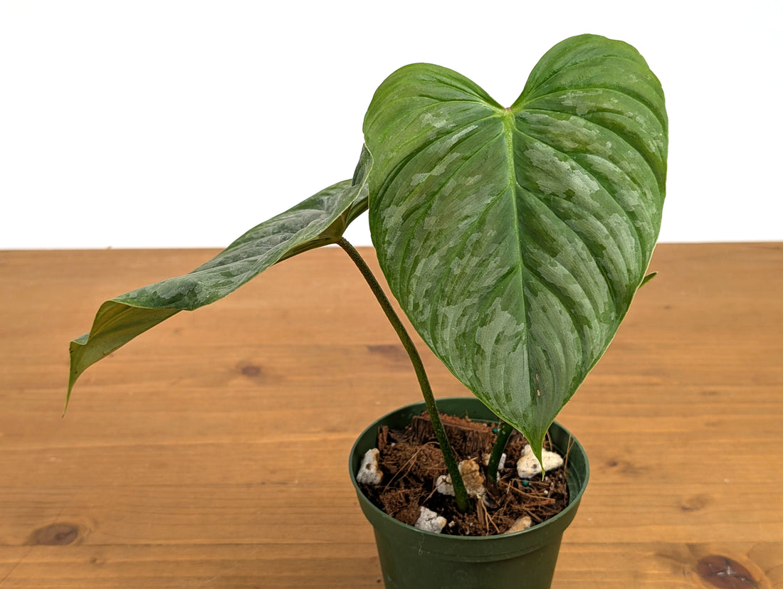 Philodendron Majestic (Sodiroi x Verrucosum)