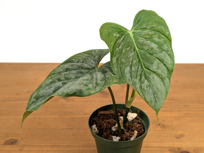 Philodendron Majestic (Sodiroi x Verrucosum)