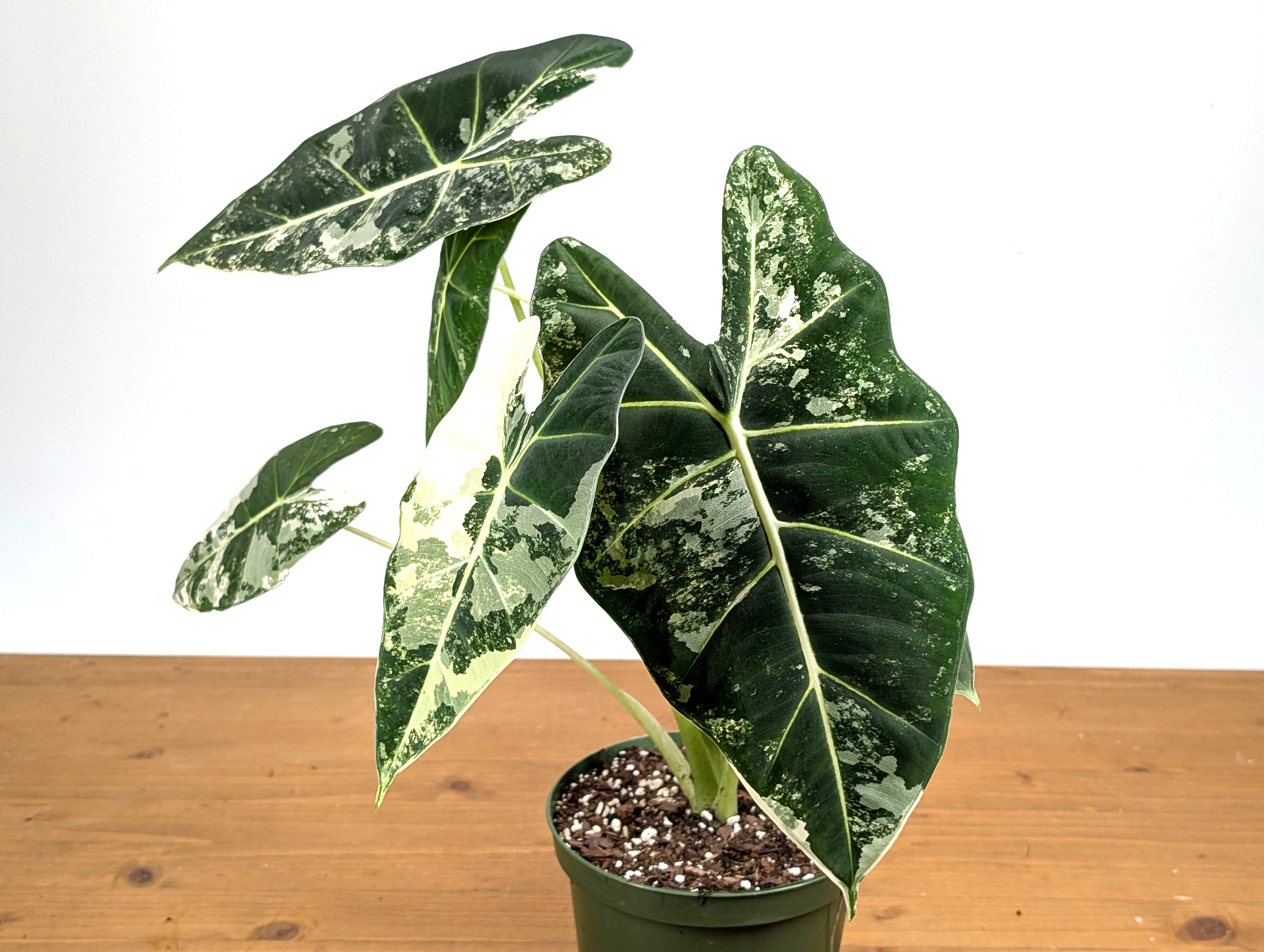 Alocasia Frydek Variegated