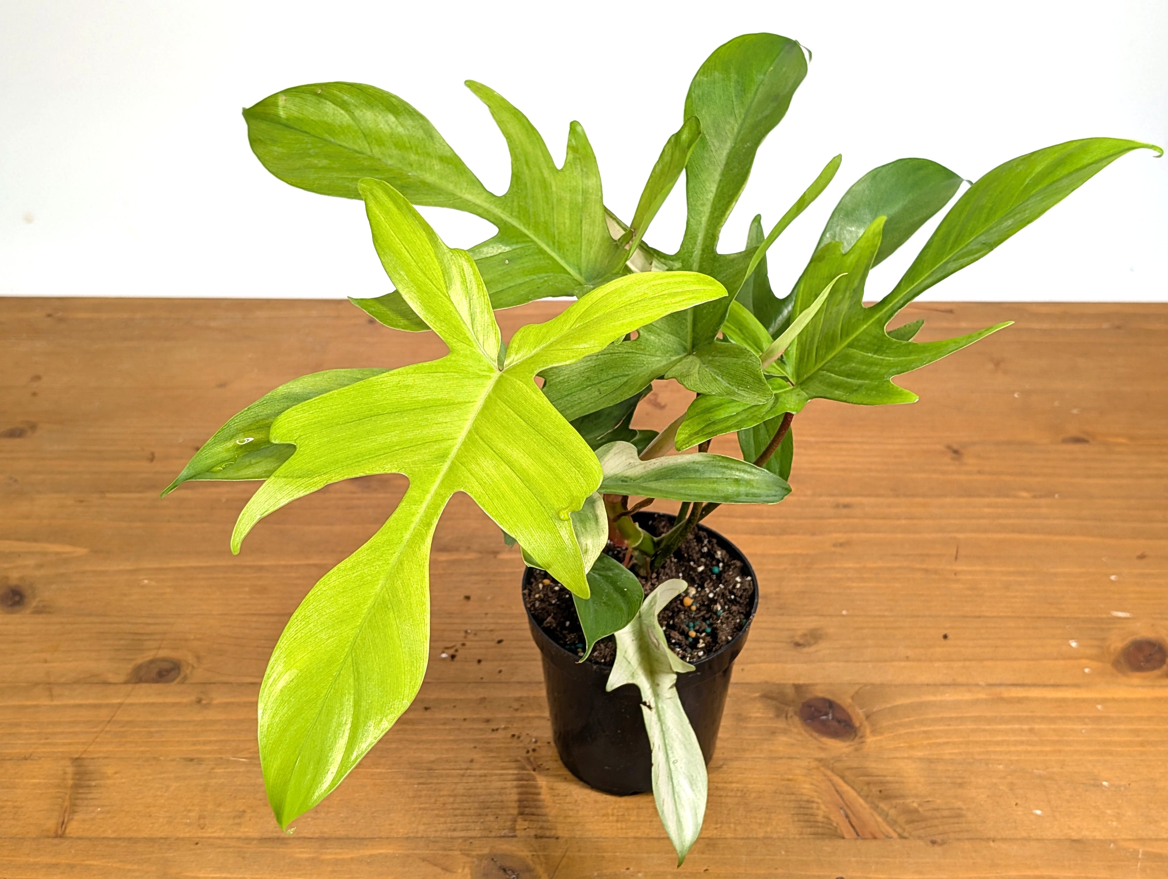 Philodendron Florida Ghost Mint